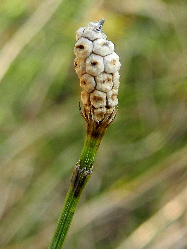 Equisetum sp.